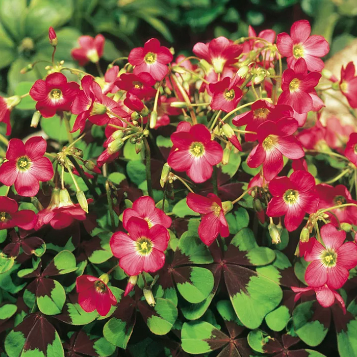 Оксалис (кислица) Айрон Кросс 1шт (КолЛайн) 15шт/уп