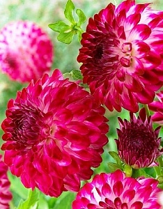 Георгина Капроз Пицца 1шт (КолЛайн)