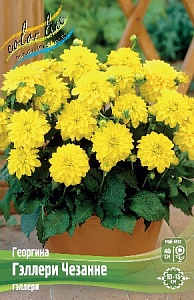 Георгина Гэллери Чезанне 1шт (КолЛайн)