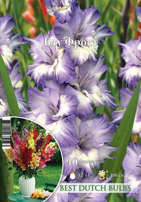Гладиолус Блу Фрост 12/14 1шт (НК) 10шт/уп
