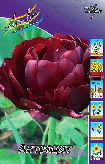 Тюльпан Антрацит 1шт (КолЛайн) 7шт/уп 