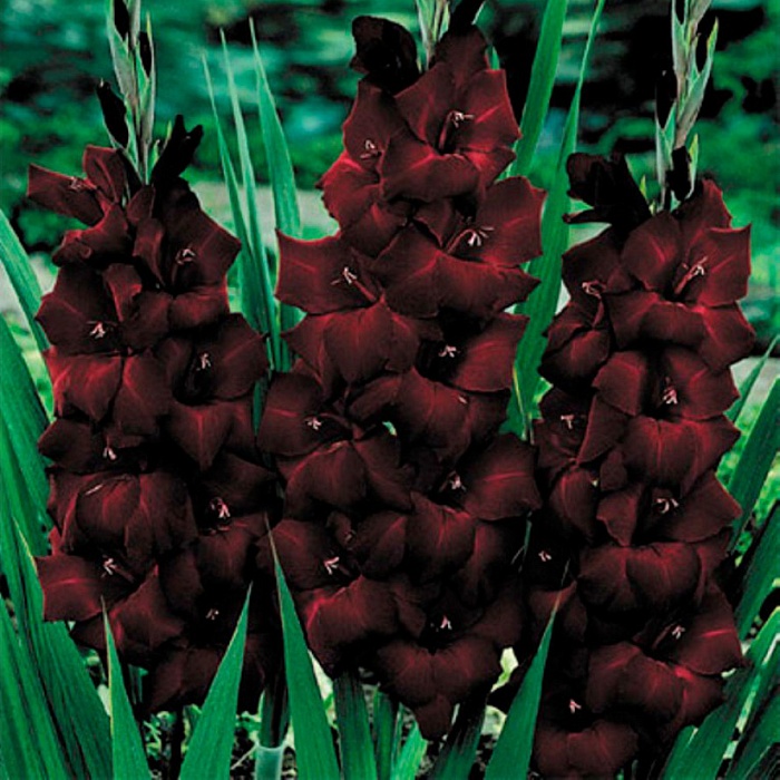 Гладиолус Блэк Си 1шт (КолЛайн) 8шт/уп