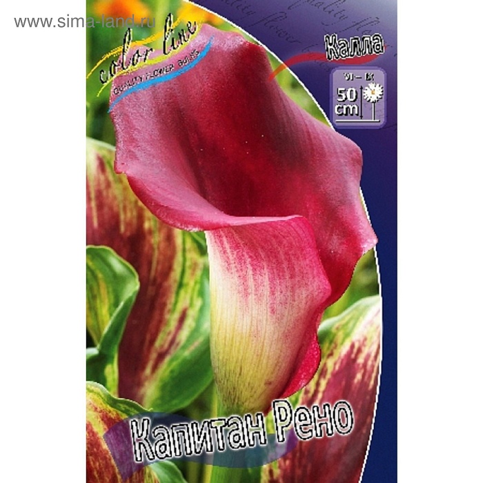 Калла Капитан Рено 1шт (КолЛайн) 2шт/уп