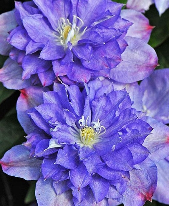 Клематис Блю Экспложион 1шт (КолЛайн)