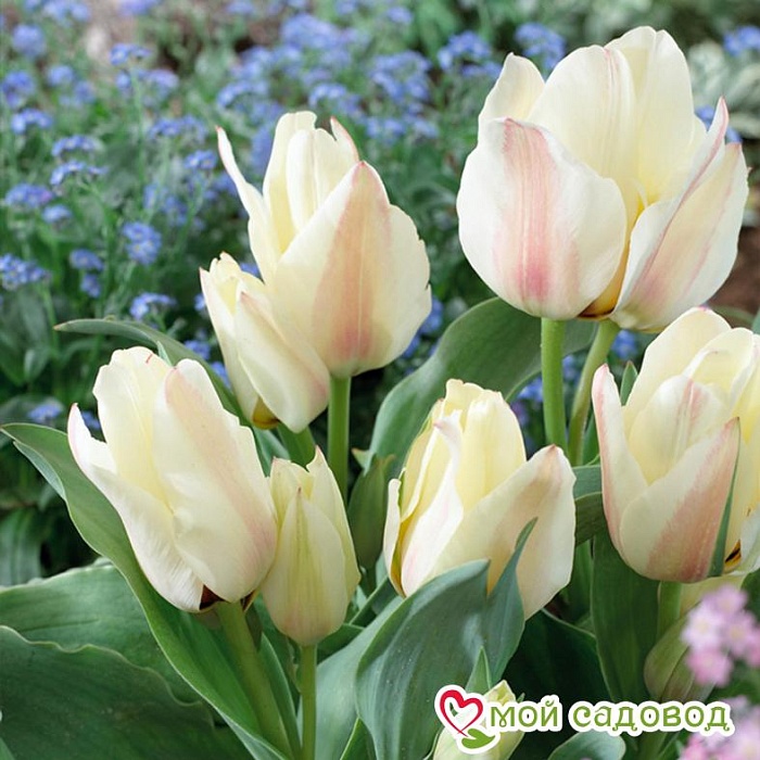 Тюльпан Альбион Стар 1шт (КолЛайн) 3шт/уп многоцветковый