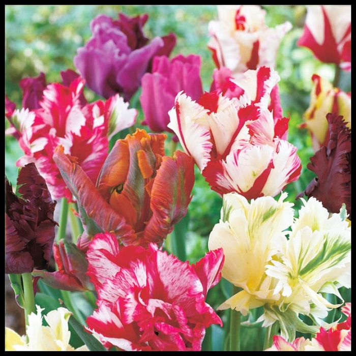 Тюльпан Смесь Попугайных тюльпанов 11/12 1шт (Садовита) 7шт/уп