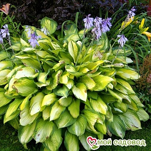 Хоста Август Мун 1шт (Садовита) 