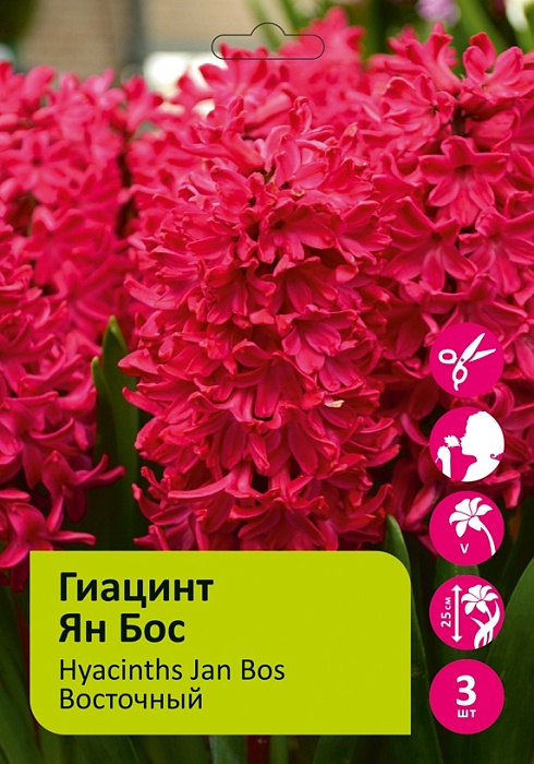 Гиацинт Ян Босс 14/15 1шт (Садовита) 3шт/уп
