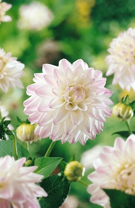 Георгина Виттем 1шт (КолЛайн)