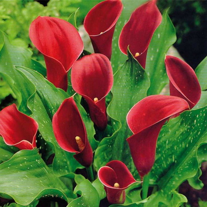 Калла Маджестик Ред 1шт (Садовита) 2шт/уп