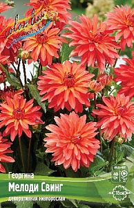 Георгина Мелоди Свинг 1шт (КолЛайн)