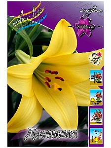 Лилия Делиана 12/14 1шт (КолЛайн) 2шт/уп