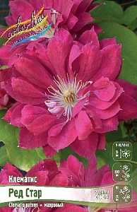 Клематис Ред Стар 1шт (КолЛайн)