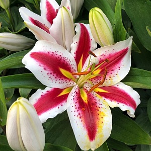 Лилия Биг Смайл 12/14 1шт (КолЛайн) 2шт/уп