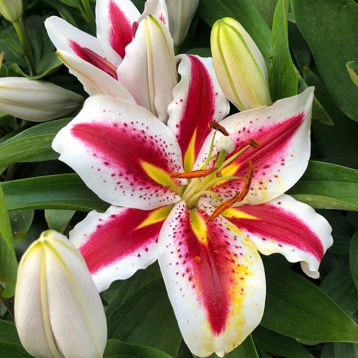 Лилия Биг Смайл 12/14 1шт (КолЛайн) 2шт/уп