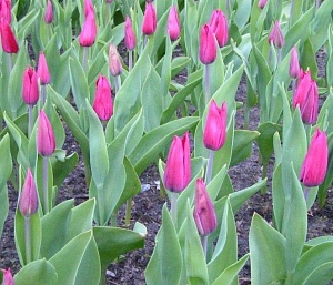 Тюльпан Асуан 1шт (КолЛайн) 7шт/уп