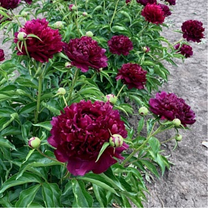 Пион Хайлайт 1шт (КолЛайн)