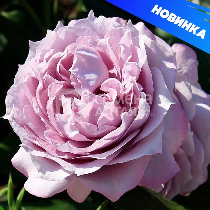 Роза Новалис 1шт (Алтай) флорибунда