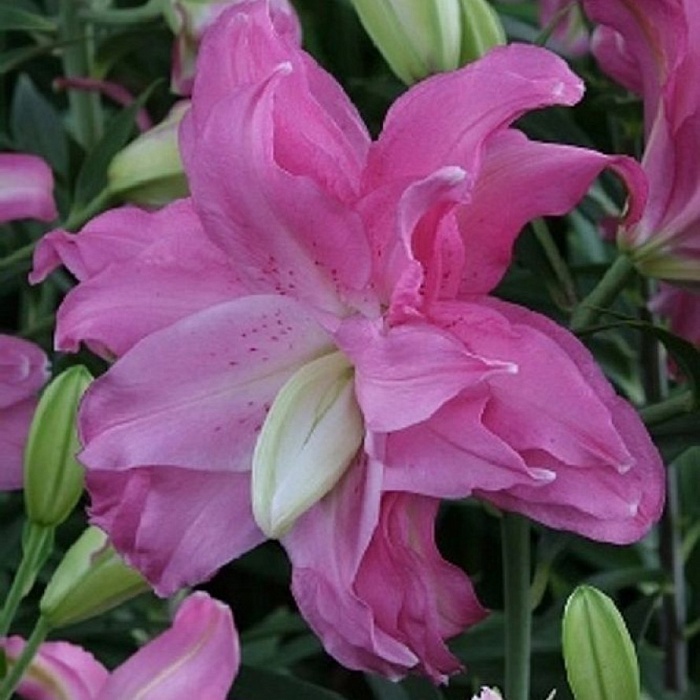 Лилия Лотус Джой 12/14 1шт (КолЛайн) 5шт/уп