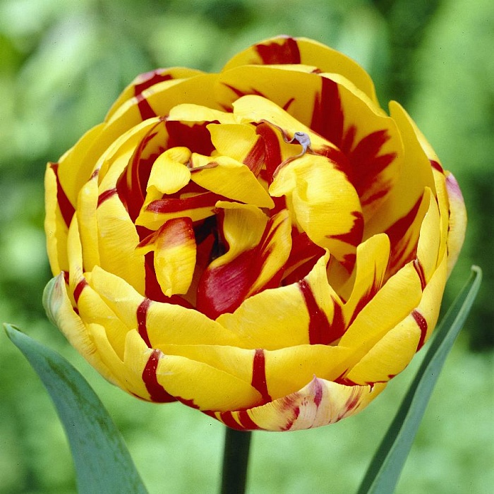 Тюльпан Голден Ницца 11/12 1шт (КолЛайн) 5шт/уп