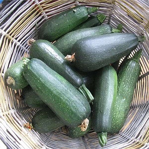 Кабачок Скворушка цуккини 1кг (ПрСидс)