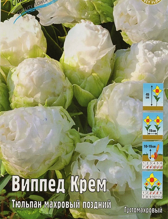 Тюльпан Виппед Крем 1шт (КолЛайн) 2шт/уп 
