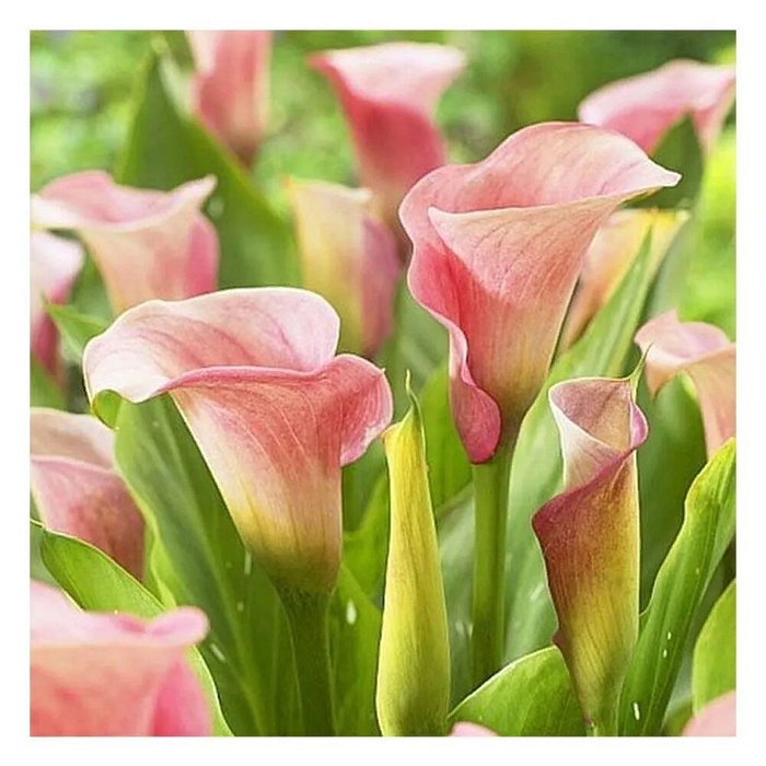 Калла Капитан Розетт 1шт (КолЛайн) 2шт/уп