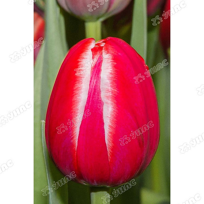 Тюльпан Друмлайн 11/12 1шт (Садовита) 7шт/уп