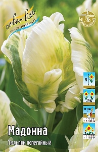 Тюльпан Мадонна 1шт (КолЛайн) 3шт/уп