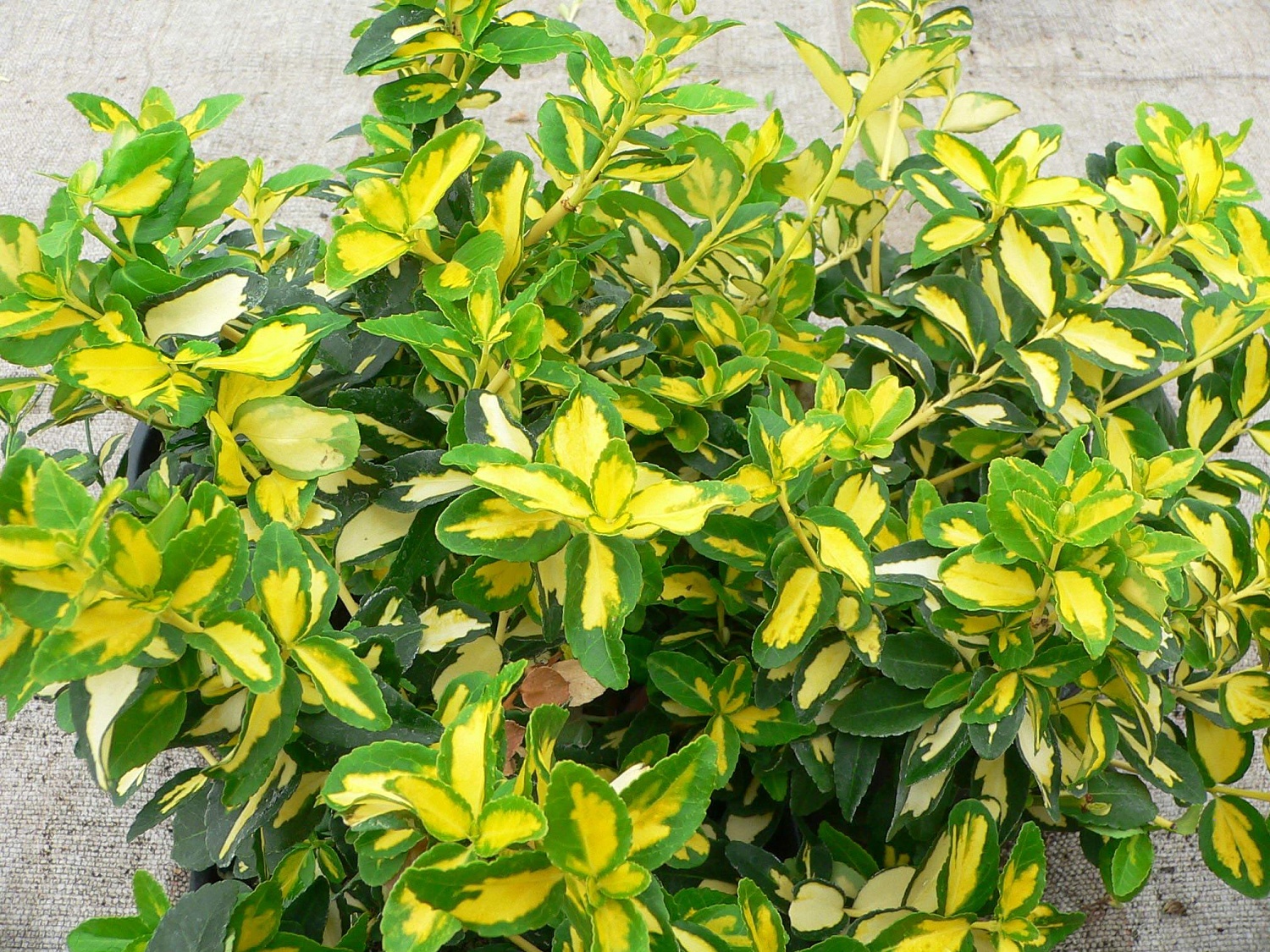 Бересклет Форчуна Санспот 1шт (КолЛайн)