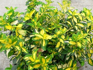 Бересклет Форчуна Санспот 1шт (КолЛайн)