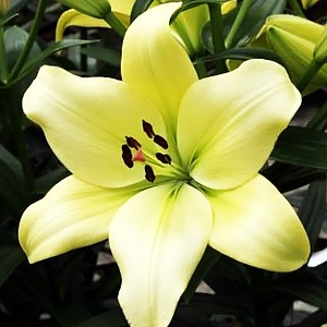 Лилия Геррит Залм 12/14 1шт (КолЛайн) 7шт/уп