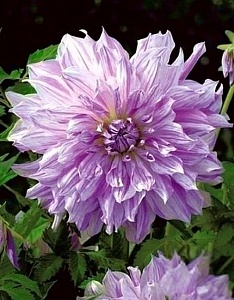 Георгина Момз Спешиал 1шт (КолЛайн)