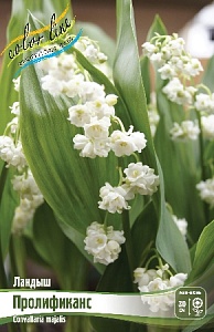 Ландыш Пролификанс 1шт (КолЛайн) 