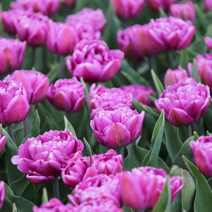 Тюльпан Колор Берст 1шт (КолЛайн) 7шт/уп махровый