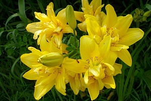 Лилия Фата Моргана 1шт (КолЛайн) 5шт/уп азиатка махровая