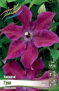 Клематис Гуви 1шт (КолЛайн) 2шт/уп