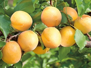 Абрикос Водолей (Садовита)