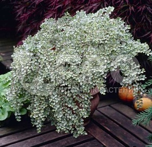 Кизильник Вариегатус Горизонтальный 1шт (КолЛайн)