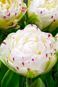 Тюльпан ДэнсЛайн 1шт (Садовита) 7шт/уп