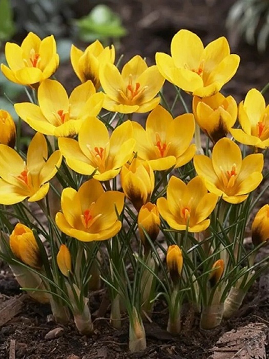 Крокус Голдилокс 5/+ 1шт (Садовита) 10шт/уп