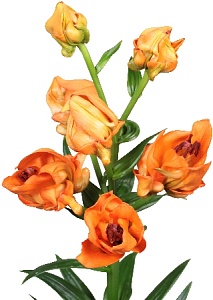 Лилия Тинторетто 12/14 1шт (КолЛайн) 5шт/уп 