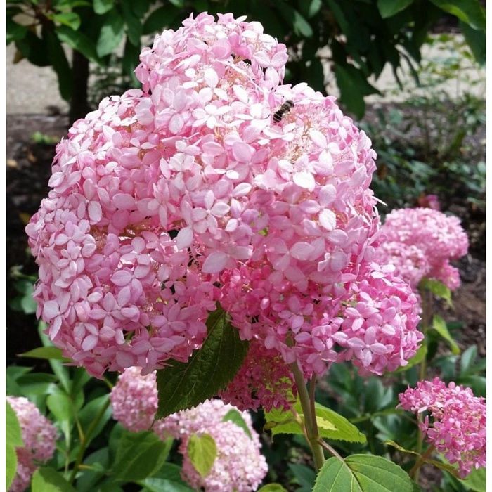 Гортензия Пинк Энд Роуз метельч.1шт (КолЛайн)