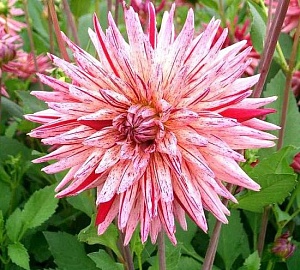 Георгина Алан Мимоун 1шт (КолЛайн)