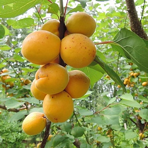 Абрикос Десерный Голубева (Садовита)