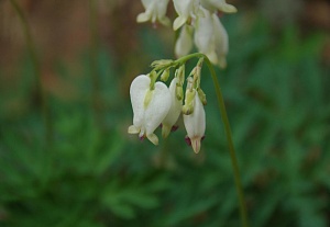 Дицентра Аврора 1шт (КолЛайн) 