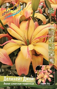 Лилия Деликейт Джой 10/12 1шт (КолЛайн) 7шт/уп