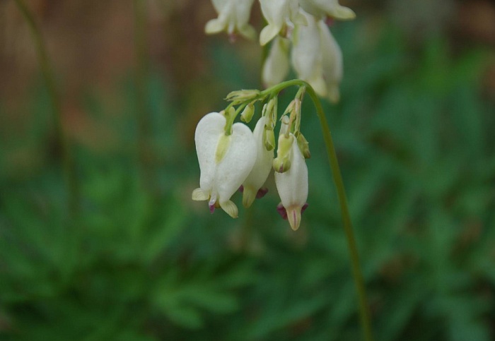 Дицентра Аврора 1шт (КолЛайн) 