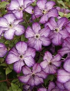 Клематис Супер Нова 1шт (КолЛайн)