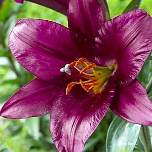 Лилия Пурпл Принс 16/18 1шт (КолЛайн) 3шт/уп